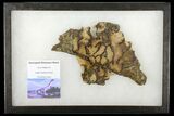 Pyritized, Polished Sauropod Bone - Isle Of Wight #131214-1